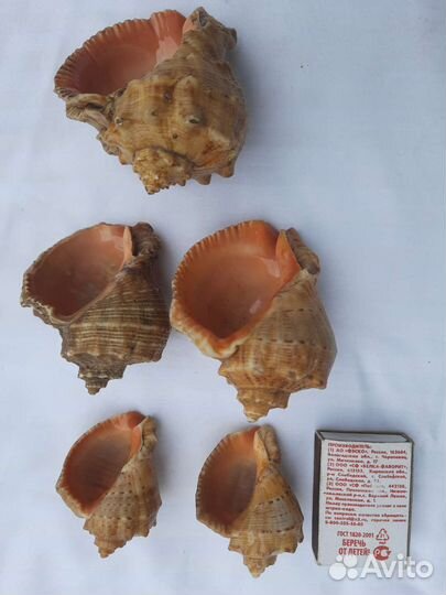 Морские ракушки