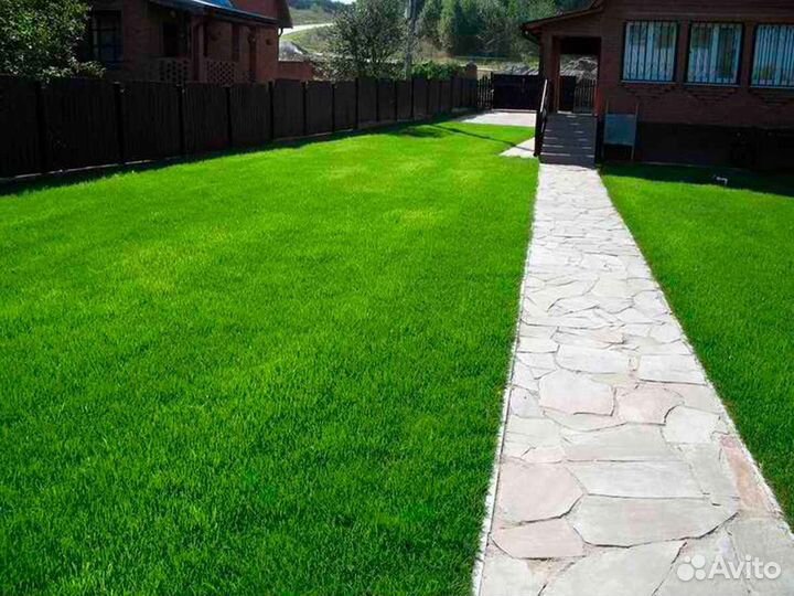 Рулонный газон мятлик