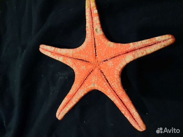 Морская звезда, морские раковины камни