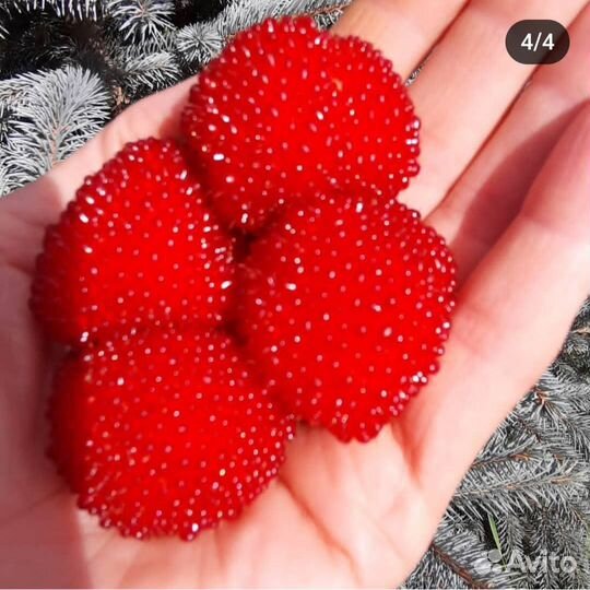 Тибетская малина саженцы