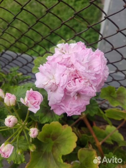 Сортовая Пеларгония герань, Принцесса Грейс