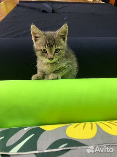 Котик в дар