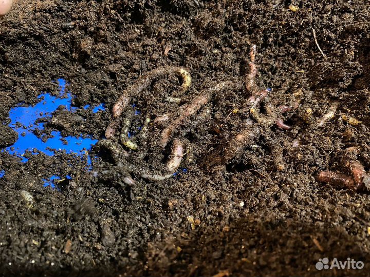 Червь для рыбалки дендробена