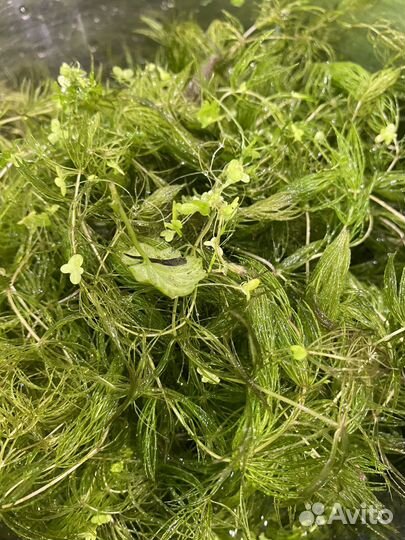 Роголистник и ряска большая банка