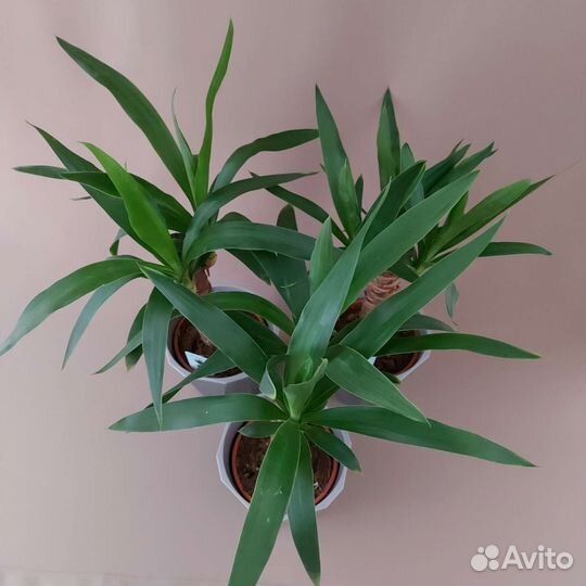 Юкка Комнатные растения Доставка растений