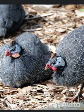 Домашние цесарки