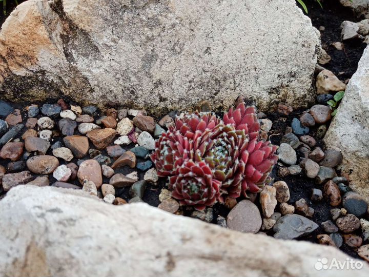 Каменная роза (молодило)