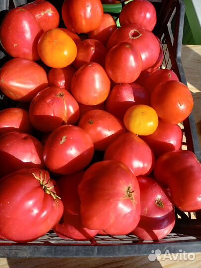 Помидоры