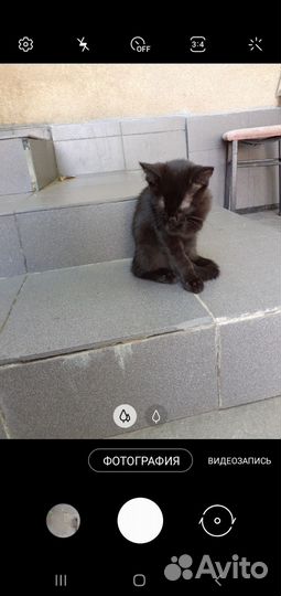 Милый черный котик