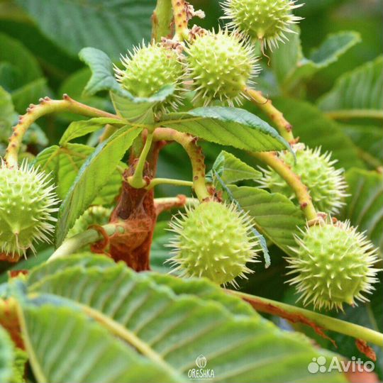 Каштан конский