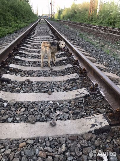 В добрые руки