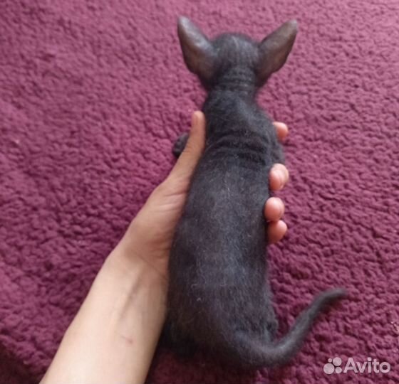 Канадский сфинкс котенок