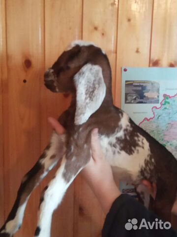 Козы козлята зааненские чешские нубийские