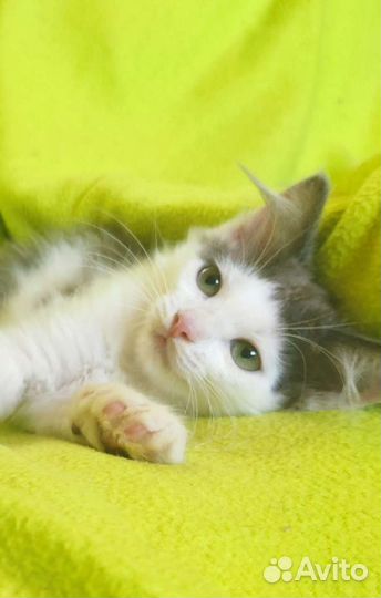 Котёнок в дар