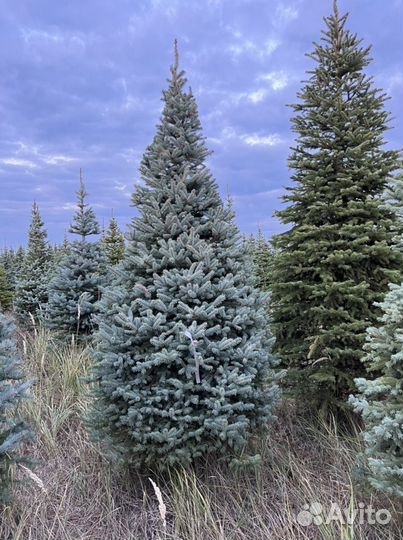 Ель Голубая Глаука Колючая Пицеа Пунгенс в стрижке