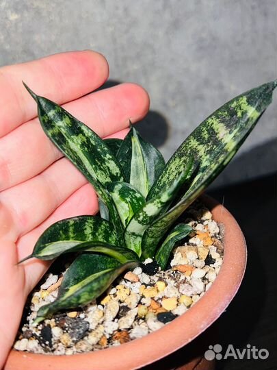 Сансевиерия Ханни Страйкер