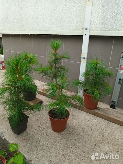 Саженцы сибирского кедра (сосна сибирская)