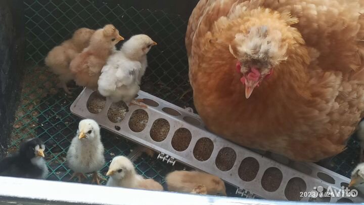 Цыплята домашние