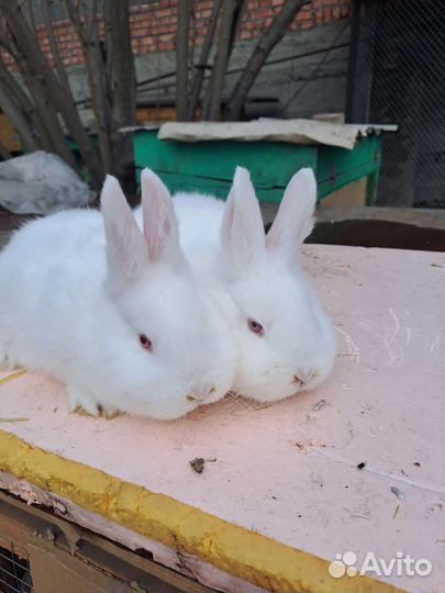 Кролики великаны