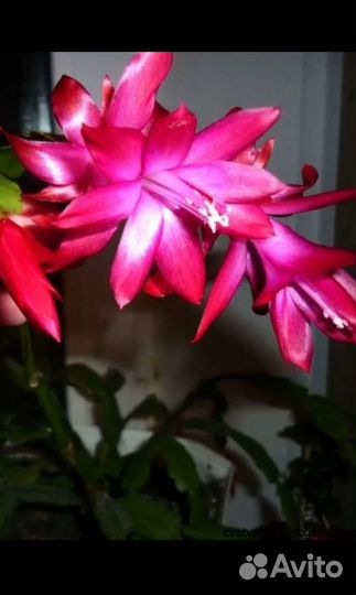 Декабрист шлюмбергера