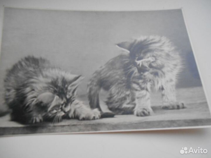 Открытки котята