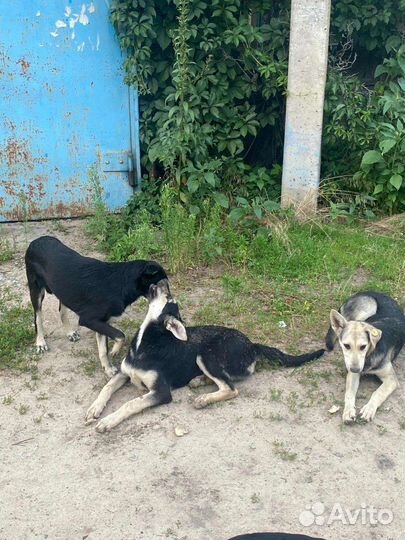 Собака в добрые руки отдам бесплатно