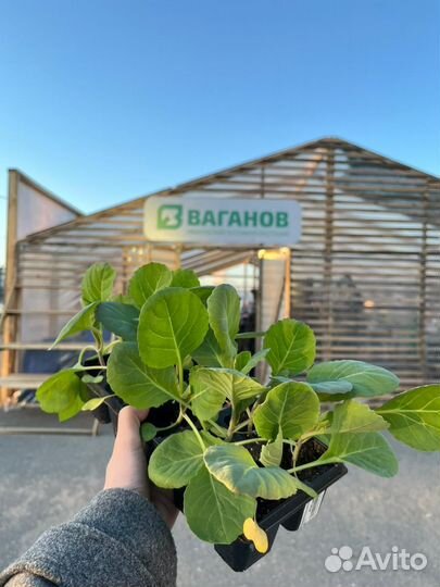 Рассада капусты Июньская фермерская