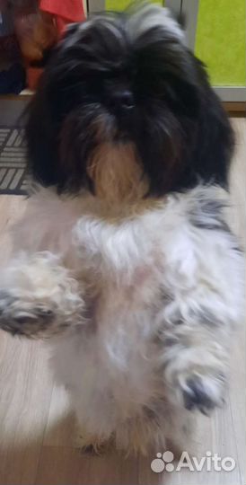 Шит цу вязка