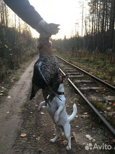 Вязка Джек Рассел терьер