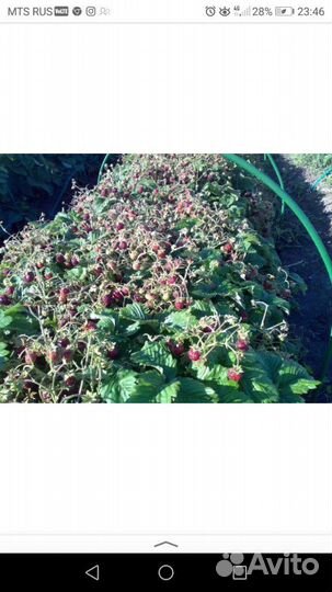 Земклуника саженцы