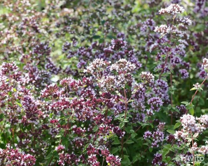 Семена Душицы 