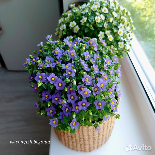 Экзакум. Персидская фиалка. 3 расцветки
