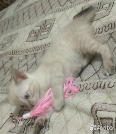 Бенгальские котята