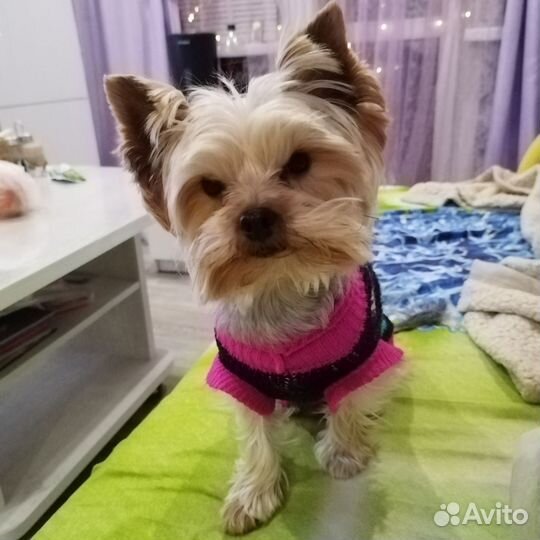 Йоркширский терьер вязка