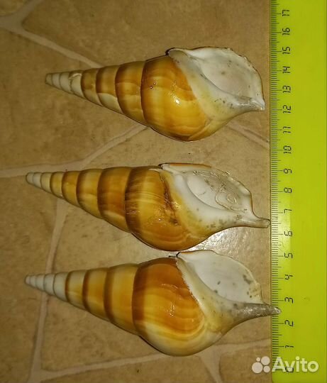 Ракушка тибия курта