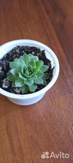 Суккуленты