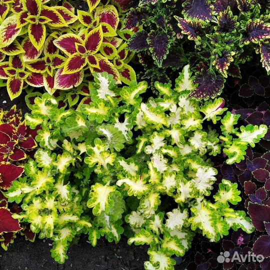 Колеусы укоренённые