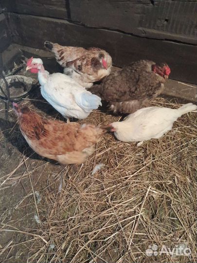 Куры несушки