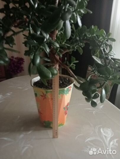 Денежное дерево (толстянка крассула)