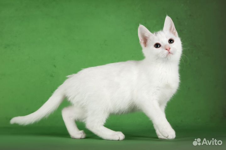 Котенок белый клео девочка 2мес