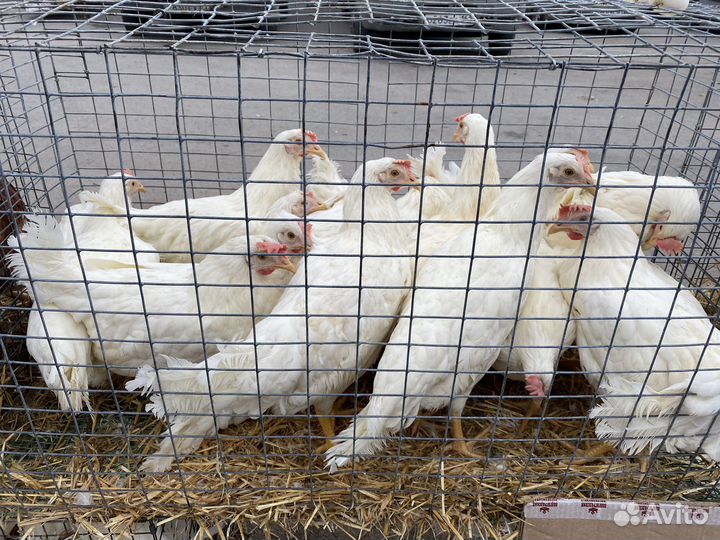 Куры несушки