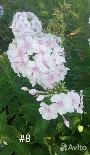 Флоксы. 10 сортов