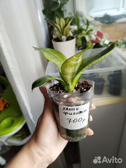 Сансевиерии