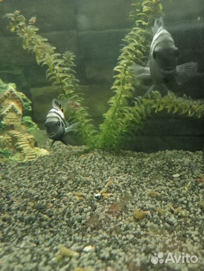 Мальки Цихлиды чернополосые (1,5см.)