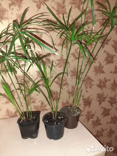 Комнатные цветы