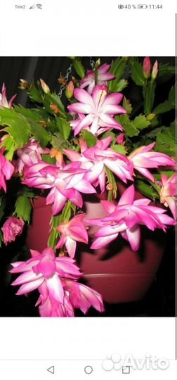 Декабрист шлюмбергера белый с розовым