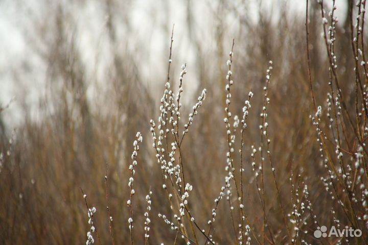 Объектив Sigma 28-300 Canon EF