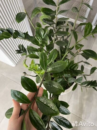 Замиокулькас