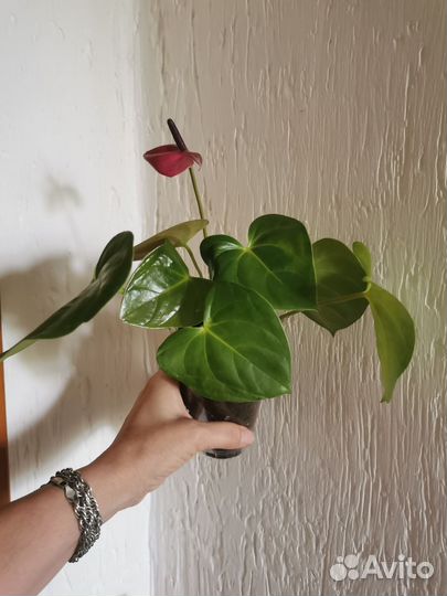 Антуриум Пурпул харт