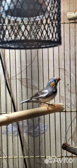 Зебровые амадины